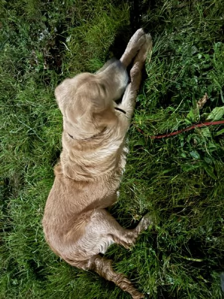 Cucciolo golden retriever | Foto 0