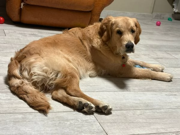 Cucciolo golden retriever