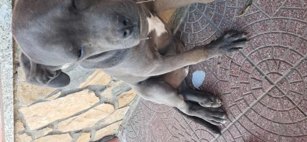 Troppo infetta dopo la morte del mio pastore tedesco | Foto 5