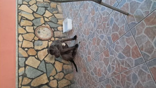 Troppo infetta dopo la morte del mio pastore tedesco | Foto 3