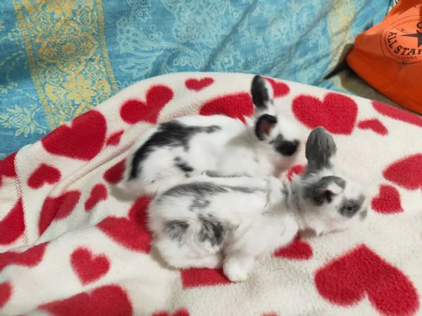 Cuccioli di coniglio nano  | Foto 3