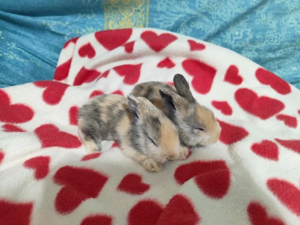 Cuccioli di coniglio nano  | Foto 2