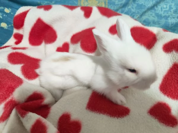 Cuccioli di coniglio nano  | Foto 1