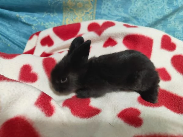 Cuccioli di coniglio nano  | Foto 0