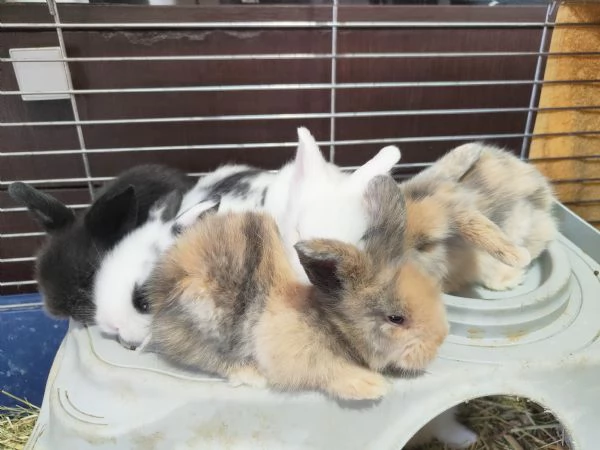 Cuccioli di coniglio nano ariete | Foto 0
