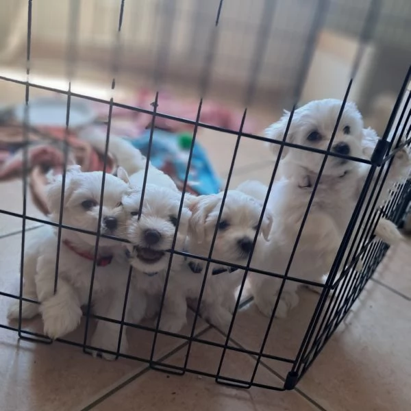 Maltese