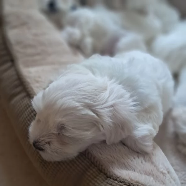 Maltese | Foto 3
