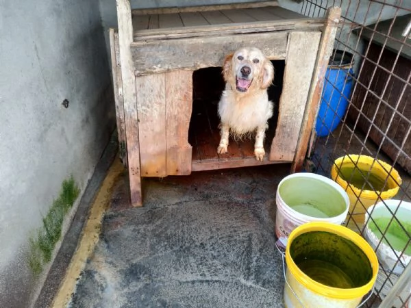 Setter inglese