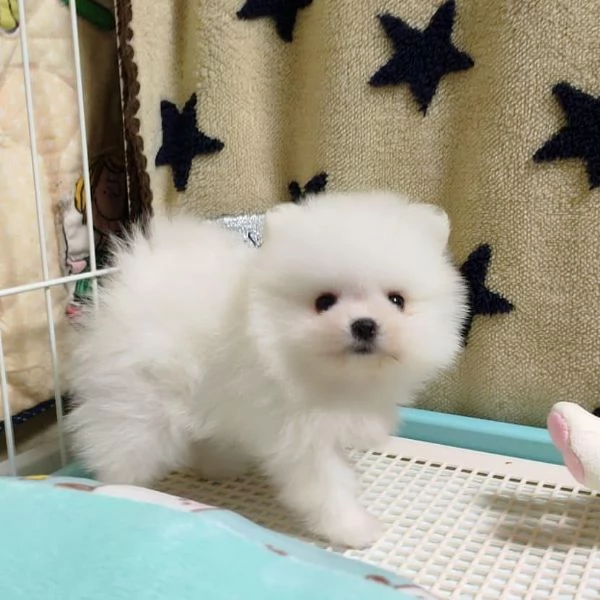 REGALO VALPINO POMERANIAN | Foto 0