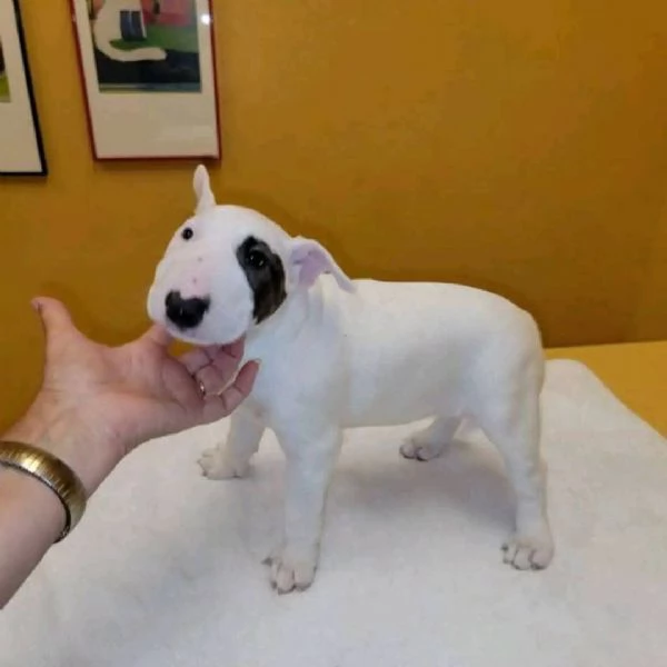 REGALO BULL TERRIER | Foto 1