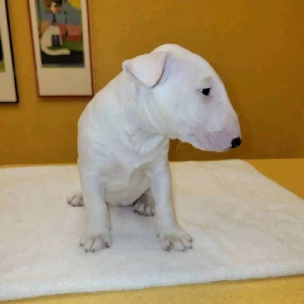 REGALO BULL TERRIER