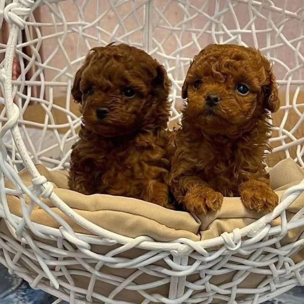 CUCCIOLO BARBONCINO TOY MASCHIO E FEMMINA