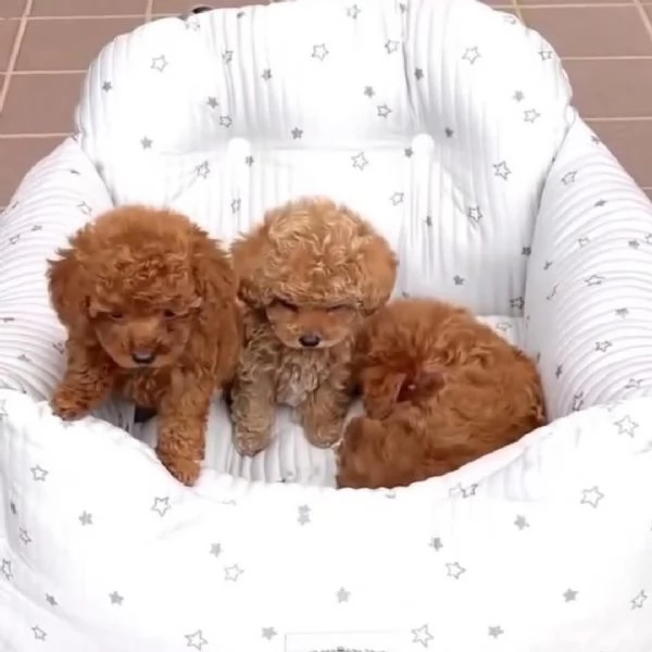 CUCCIOLO BARBONCINO TOY MASCHIO E FEMMINA