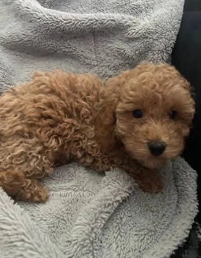 CUCCIOLO BARBONCINO TOY MASCHIO E FEMMINA