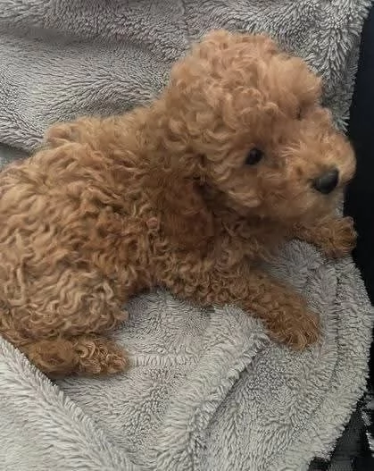 CUCCIOLO BARBONCINO TOY MASCHIO E FEMMINA | Foto 1