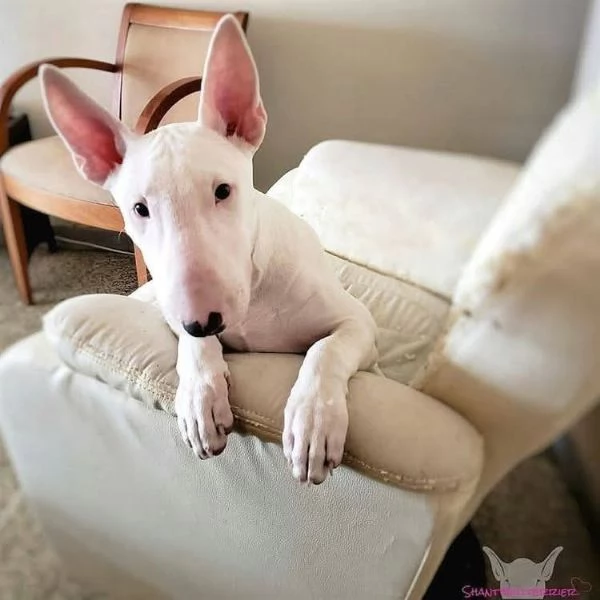 REGALO BULL TERRIER | Foto 0