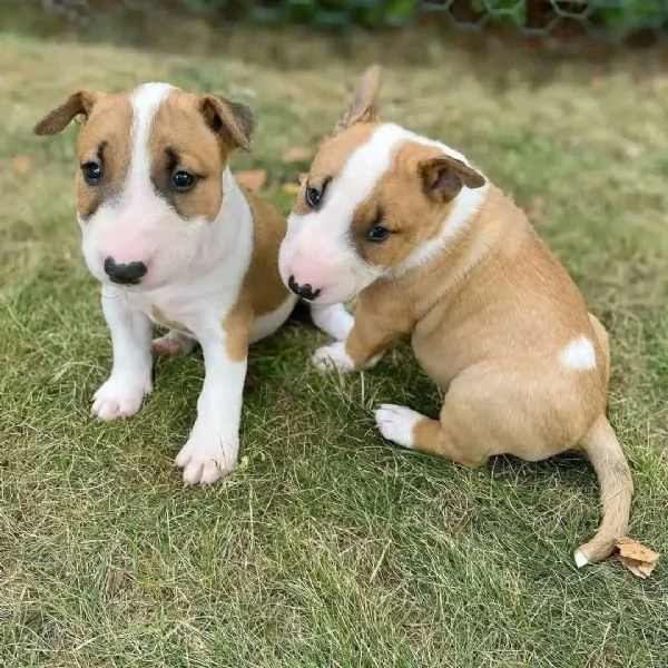 REGALO BULL TERRIER