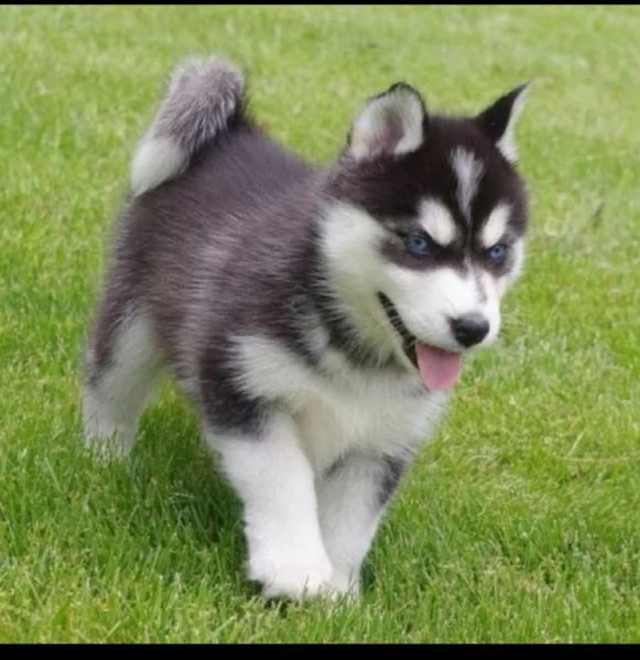 REGALO HUSKY
