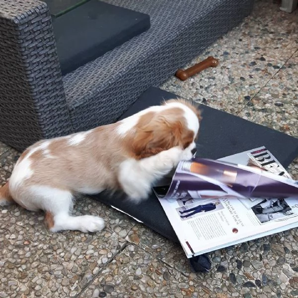 REGALO CAVALIER KING CHARLES