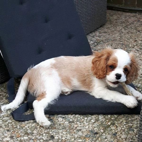 REGALO CAVALIER KING CHARLES | Foto 0