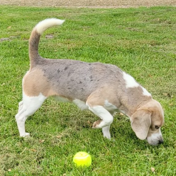Beagle maschio e femmina Padre e madre disponibili | Foto 2