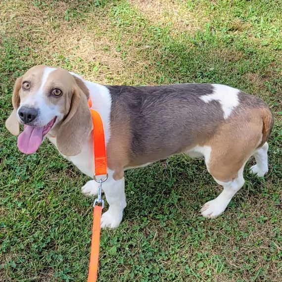Beagle maschio e femmina Padre e madre disponibili | Foto 0