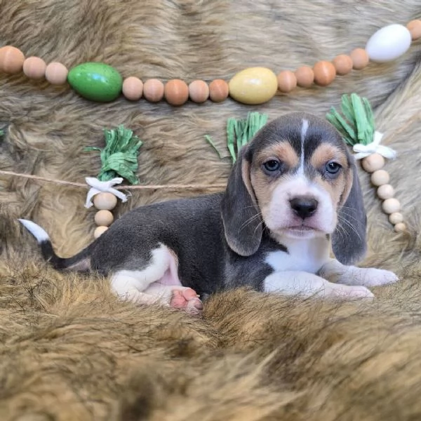 Beagle maschio e femmina Padre e madre disponibili