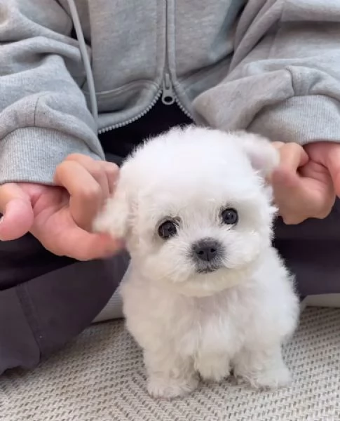 Cuccioli toy Bichon 