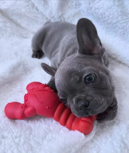 Bouledogue francese 