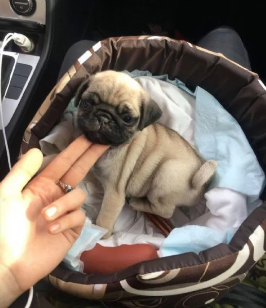Cucciolo Carlino mini  toy 