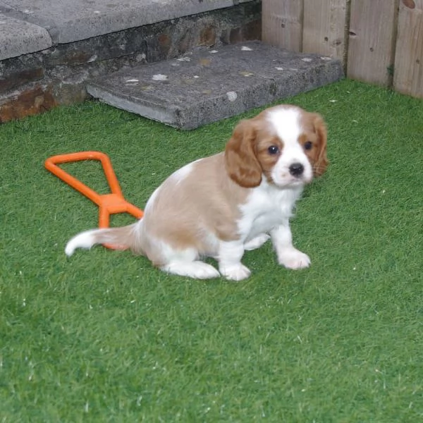 REGALO CAVALIER KING CHARLES MASCHIO E FEMMINA  | Foto 2