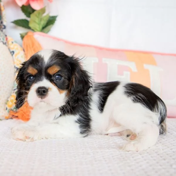 REGALO CAVALIER KING CHARLES MASCHIO E FEMMINA  | Foto 1