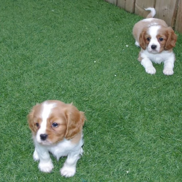REGALO CAVALIER KING CHARLES MASCHIO E FEMMINA  | Foto 0