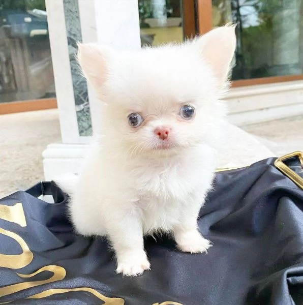 Chihuahua mini toy  maschio e femmina Capelli lunghi e corti