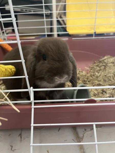 mini lop coniglio ariete nano