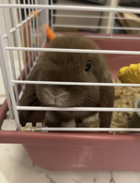 mini lop coniglio ariete nano | Foto 4