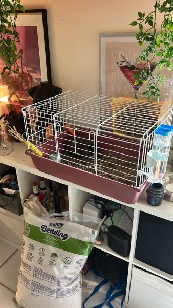 mini lop coniglio ariete nano | Foto 3