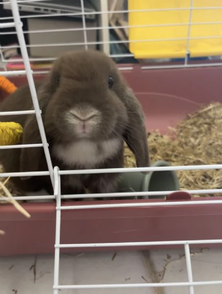 mini lop coniglio ariete nano | Foto 2