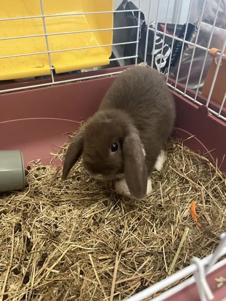 mini lop coniglio ariete nano | Foto 1