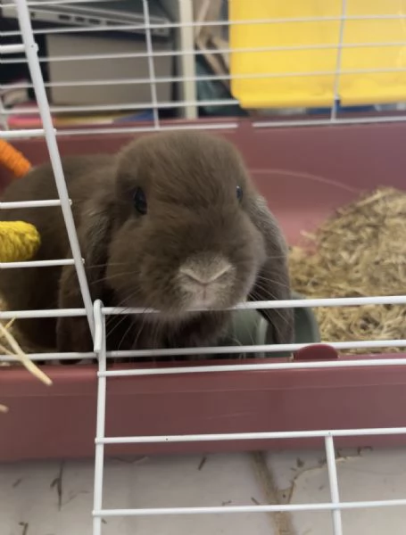 mini lop coniglio ariete nano | Foto 0