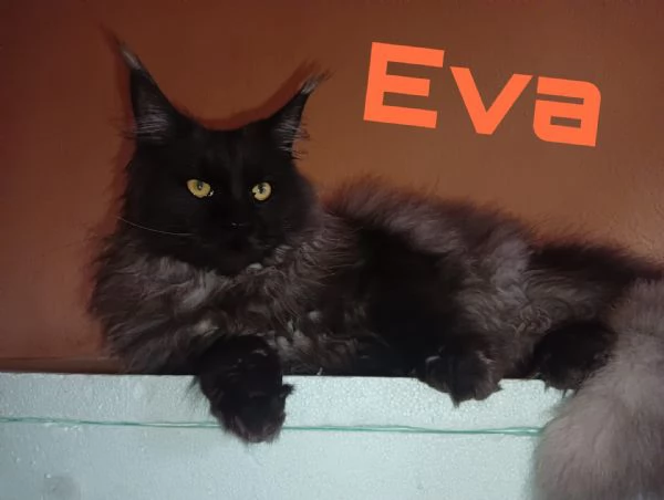 Main coon