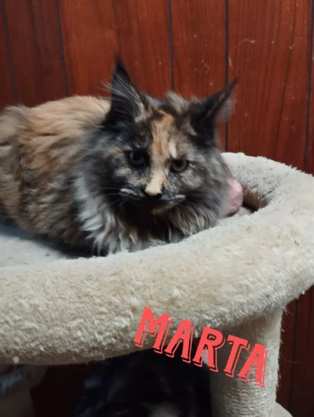 Main coon | Foto 2