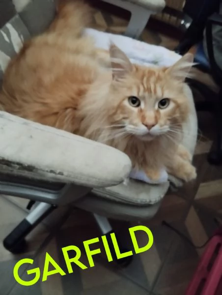 Main coon | Foto 1