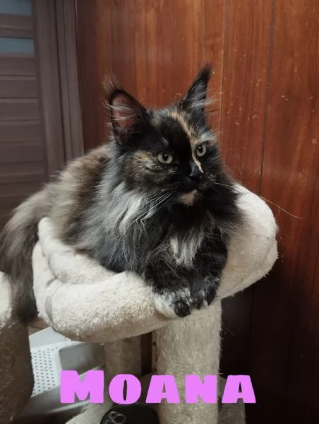 Main coon | Foto 0