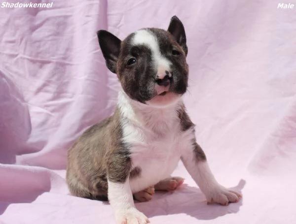 Cuccioli di Mini Bull Terrier | Foto 3