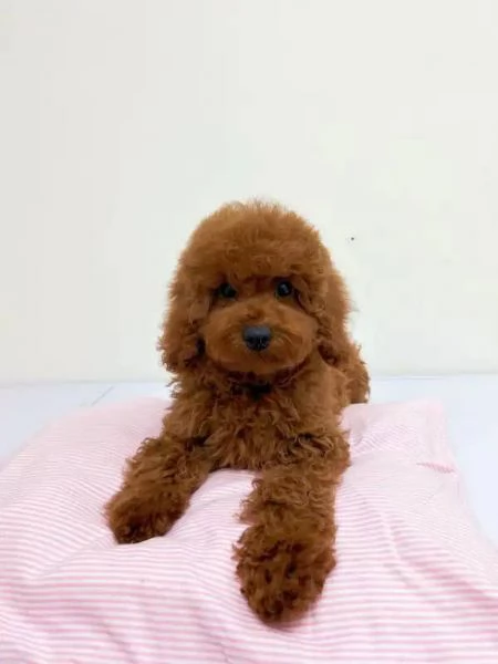 Disponibili Cuccioli di Barboncino Toy  Maschi e Femmine