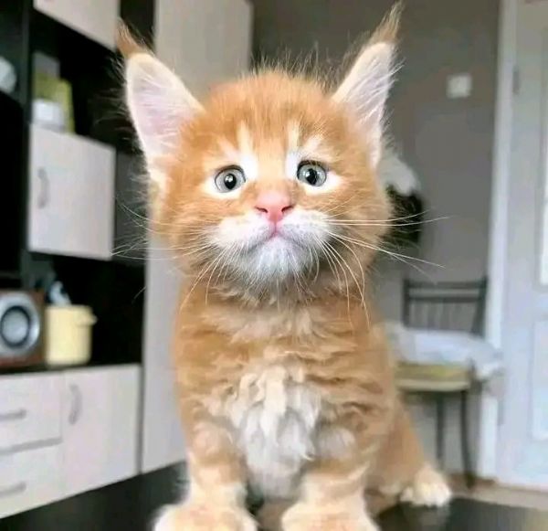 Disponibili Cuccioli di Maine coon