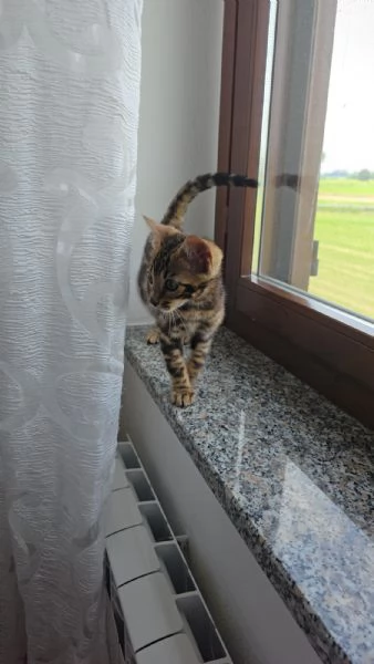 Gattino bengala  | Foto 0
