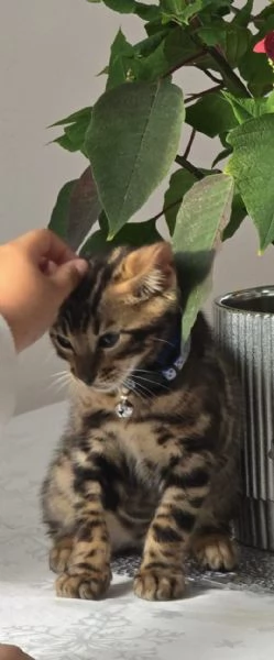 Gattino bengala 