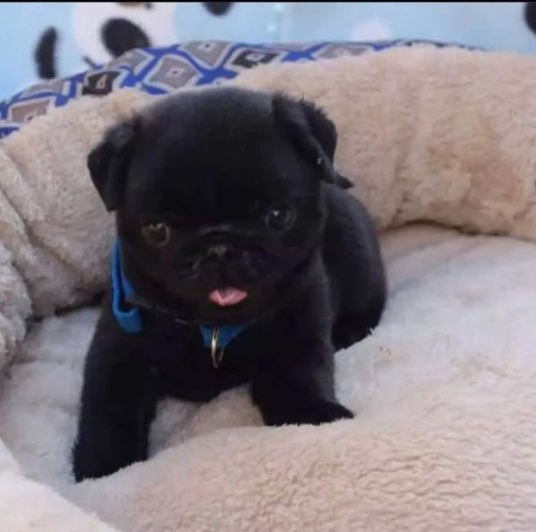 adorabili cuccioli di carlino | Foto 0